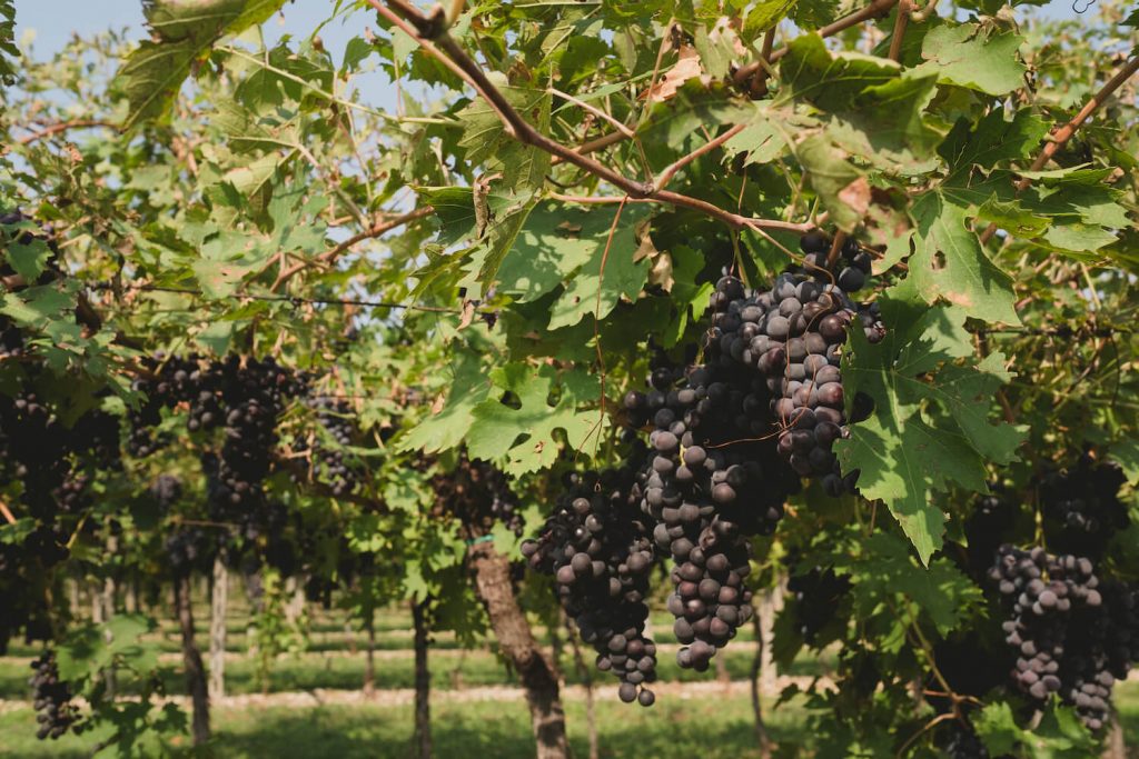Igino accordini Valpolicella