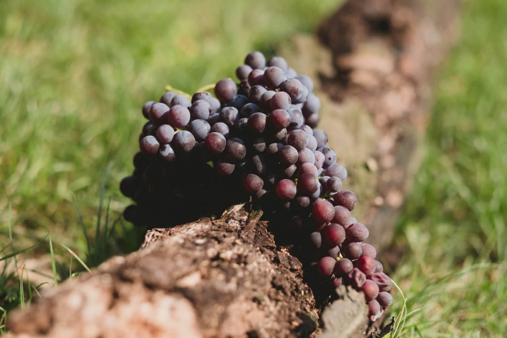 Cantina Accordini Igino Valpolicella
