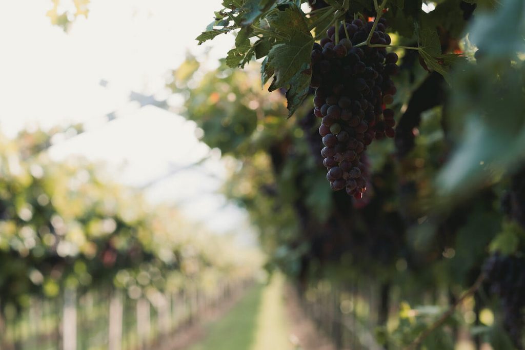 Cantina Accordini Igino Valpolicella