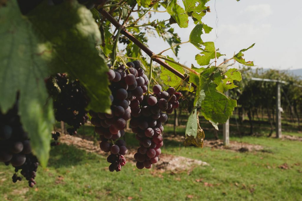Amarone della valpolicella Accordini