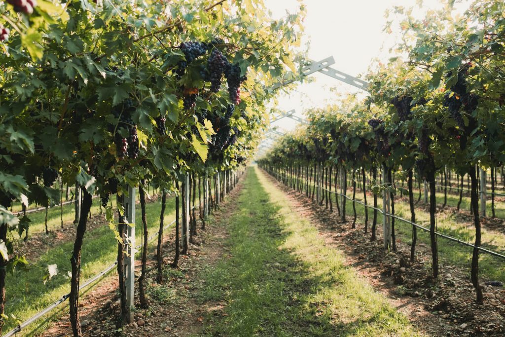 Igino accordini Valpolicella