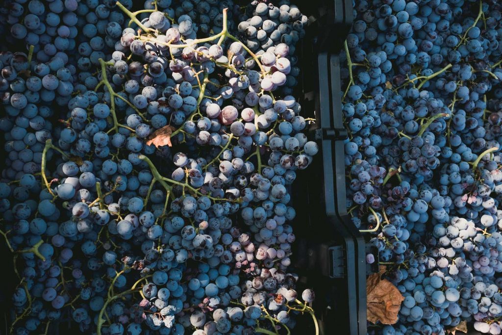 Raccolta dell'uva dell'azienda Accordini Igino della Valpolicella
