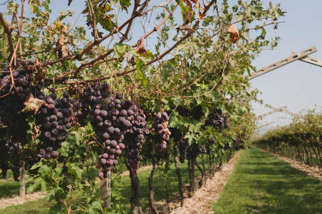 Vigna di Igino Accordini